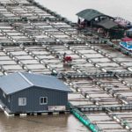 A large fish farm with multiple grids and floating structures on the water, featuring small boats and a couple of buildings on the platforms.