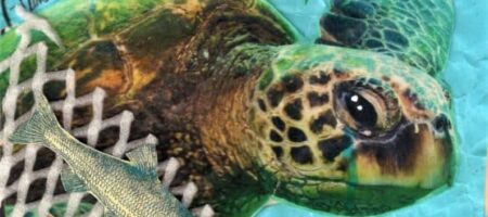 vote-the-ocean-collage