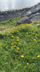 A picture of a grassy hillside by the water dotted with dandelions.