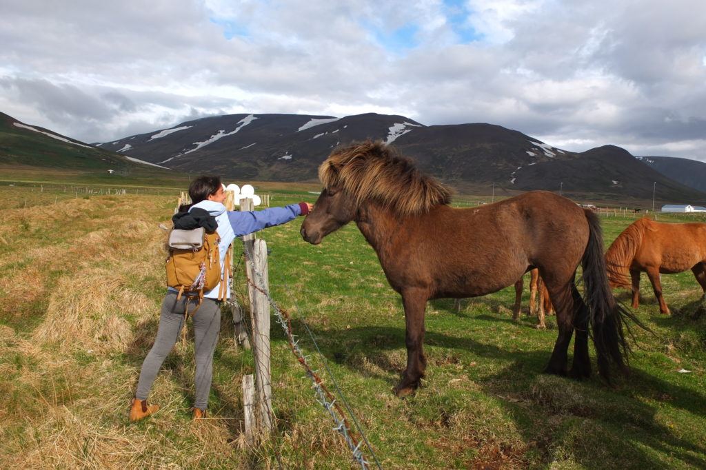A picture of Ely wearing a backpack and petting an brown Icelandic horse on the nose with mountains in the background. 