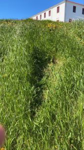 A picture of a body imprint in long, lush green grass.