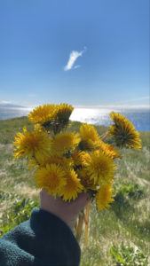 Ely's hands holding a bouquet of large, yellow dandelions against a backdrop of a grassy hill along the ocean.