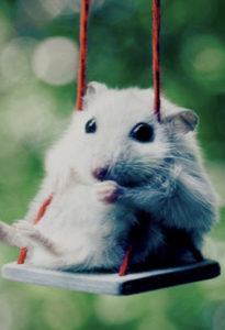 A meme of a white mouse with big eyes sitting on a swing.