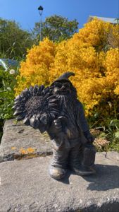 A small bronze statue of a dwarf holding a sunflower in front of a yellow bush of flowers in bloom.