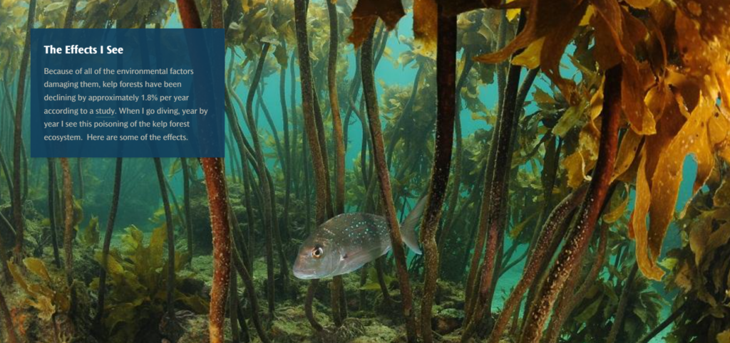 A fish swims among kelp in an underwater forest, with text overlay discussing environmental impacts on kelp forests.