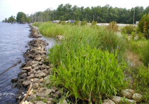 Architectural Solutions for Rising Sea Levels in Coastal Cities | Bow ...